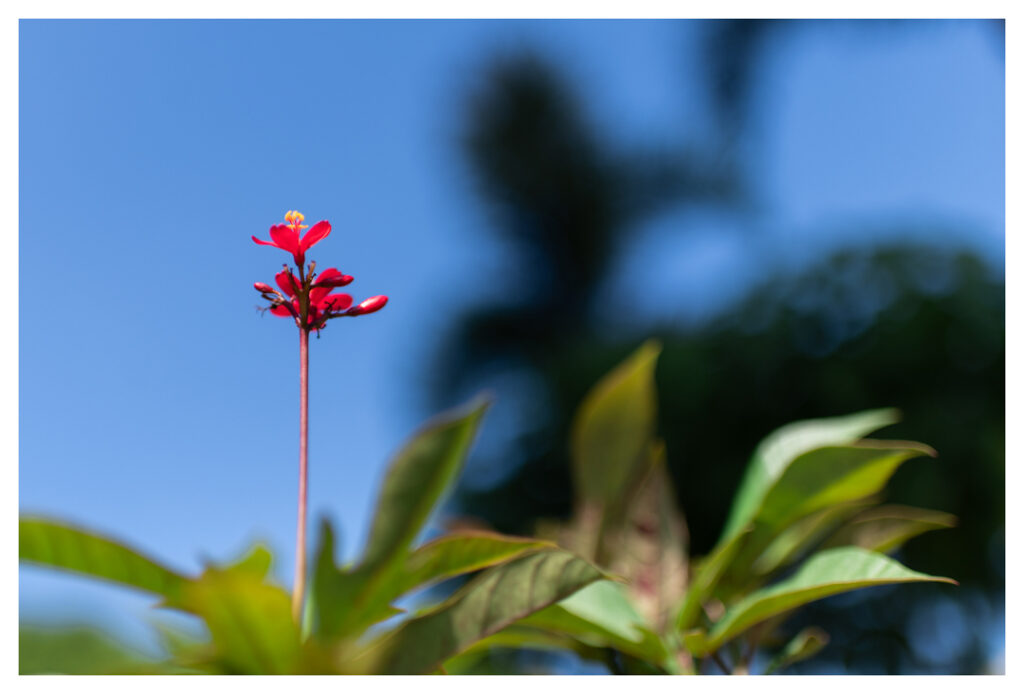 Christ the King Baptism Quezon City